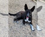 Small Mutt