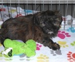 Small Photo #7 Shorkie Tzu Puppy For Sale in ORO VALLEY, AZ, USA