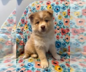 Pomsky Puppy for sale in MARION, IA, USA