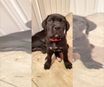 Puppy Puppy 2 Cane Corso