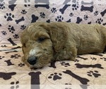 Small Photo #26 Goldendoodle Puppy For Sale in FRESNO, CA, USA