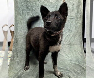 German Shepherd Dog-Unknown Mix Dogs for adoption in Long Beach, CA, USA
