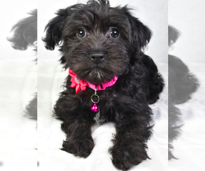 YorkiePoo Puppy for sale in LOWELL, MA, USA