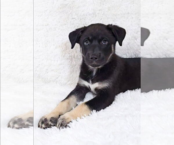 Medium Photo #14 Siberian Husky-Unknown Mix Puppy For Sale in McDonough, GA, USA