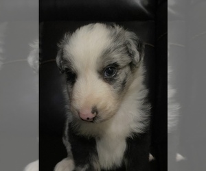 Australian Shepherd Puppy for sale in BOWLING GREEN, KY, USA
