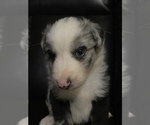 Small Photo #1 Australian Shepherd Puppy For Sale in BOWLING GREEN, KY, USA