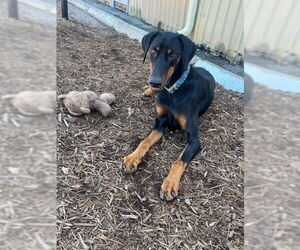 Doberman Pinscher Dogs for adoption in Houston, TX, USA