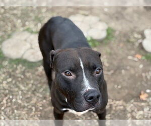 Mutt Dogs for adoption in Tulsa, OK, USA