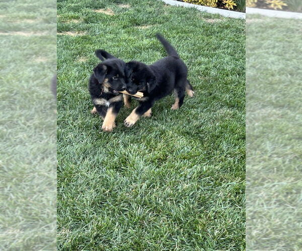 Medium Photo #4 German Shepherd Dog-Unknown Mix Puppy For Sale in West Sacramento, CA, USA