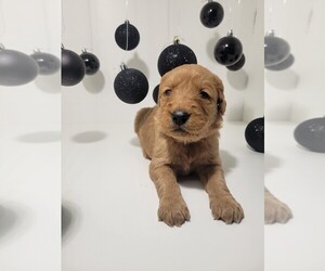 Golden Retriever Puppy for sale in GOODYEAR, AZ, USA