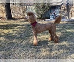 Small Photo #7 Poodle (Standard) Puppy For Sale in KELLER, TX, USA