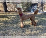 Small #6 Poodle (Standard)