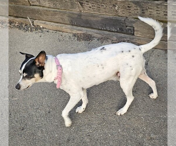 Medium Photo #9 Rat Terrier Puppy For Sale in Atlanta, GA, USA