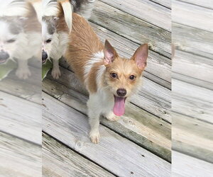 Rambler - Male Jack Chi Dog for Adoption - Photo #4