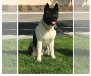 Father of the Akita puppies born on 11/28/2019