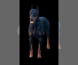 Mother of the Doberman Pinscher puppies born on 01/07/2025