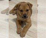 Small Photo #8 Labrador Retriever-Unknown Mix Puppy For Sale in Cary, NC, USA