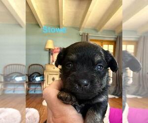 Dachshund-Unknown Mix Dogs for adoption in New York, NY, USA