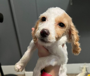 Cock-A-Poo Puppy for sale in RICHMOND, IN, USA