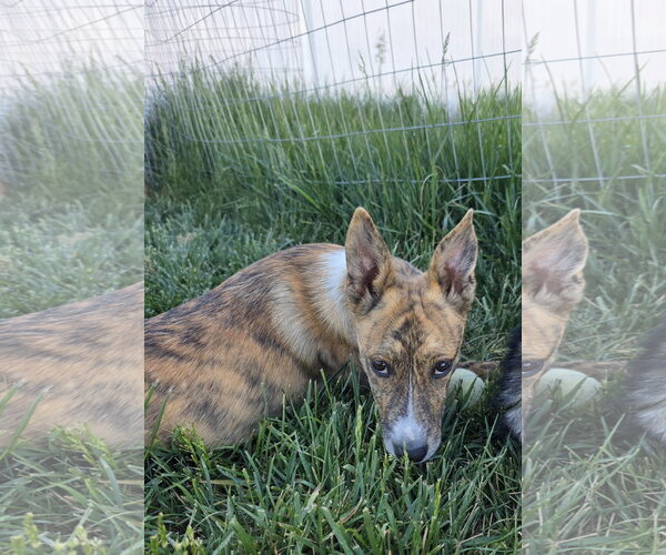 Medium Photo #9 Mutt Puppy For Sale in Sandy, UT, USA