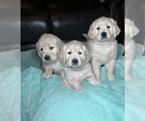 English Cream Golden Retriever Puppy for sale in MASSILLON, OH, USA
