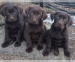 Small Photo #5 Labrador Retriever Puppy For Sale in BENTS FORT, CO, USA