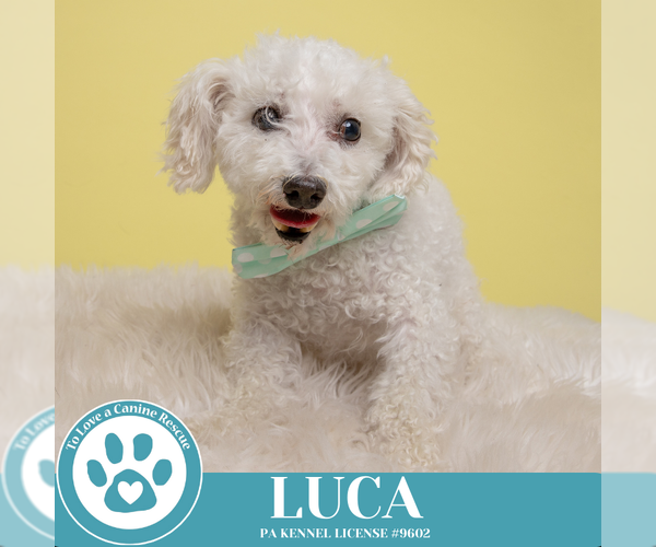 Medium Photo #6 Bichon Frise Puppy For Sale in Kimberton, PA, USA