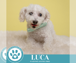Small #5 Bichon Frise