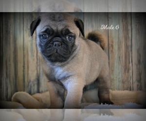 Pug Puppy for sale in NILES, MI, USA