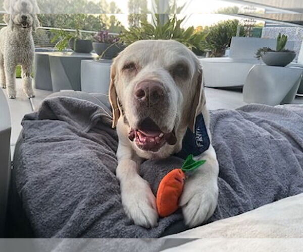 Medium Photo #2 Labrador Retriever Puppy For Sale in San Diego, CA, USA