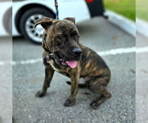 Mutt Dogs for adoption in Long Beach, CA, USA