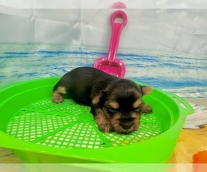 Morkie Puppy for sale in CASSVILLE, MO, USA