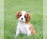 Small #2 Cavalier King Charles Spaniel
