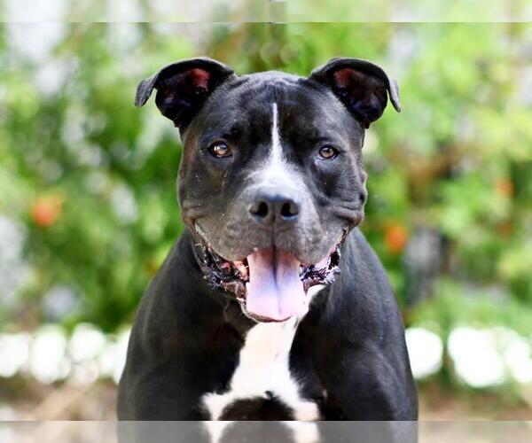 Medium Photo #3 American Pit Bull Terrier-Unknown Mix Puppy For Sale in Tavares, FL, USA