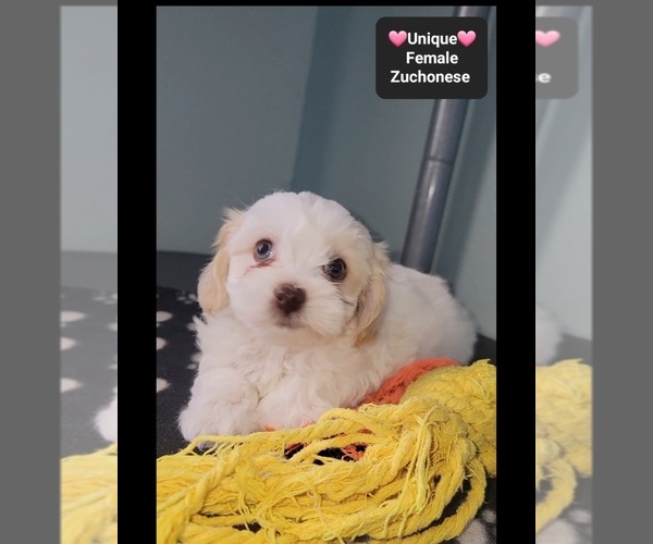 Medium Photo #3 Havanese-Zuchon Mix Puppy For Sale in TUCSON, AZ, USA