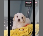 Small #2 Havanese-Zuchon Mix