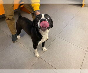 American Pit Bull Terrier-Unknown Mix Dogs for adoption in Rancho Cucamonga, CA, USA