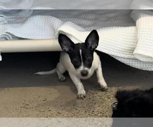 Chihuahua Mix Dog for Adoption in Redwood City, California USA