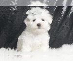 Puppy Everest Maltese