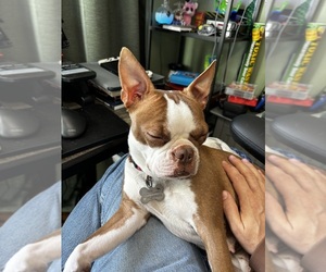 Mother of the Boston Terrier puppies born on 07/12/2025
