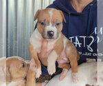 Small #3 American Pit Bull Terrier-Catahoula Leopard Dog Mix