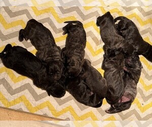 Cane Corso Puppy for sale in MANNING, IA, USA