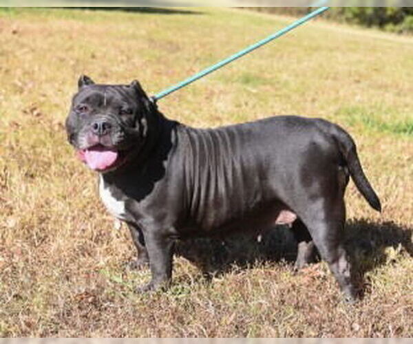 Medium Photo #3 American Bulldog Puppy For Sale in Glen Allen, VA, USA