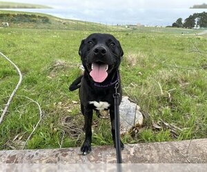 American Pit Bull Terrier-Labrador Retriever Mix Dogs for adoption in McKinleyville, CA, USA