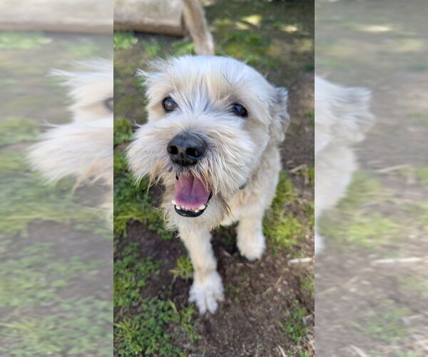 Medium Photo #9 Poodle (Miniature) Puppy For Sale in San Diego, CA, USA