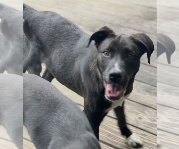 Medium Photo #3 Labrador Retriever-Unknown Mix Puppy For Sale in Dana Point, CA, USA