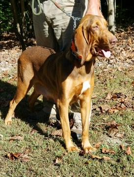 Medium Photo #1 Bloodhound Puppy For Sale in MECHANICSVILLE, VA, USA