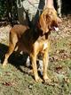 Small Photo #1 Bloodhound Puppy For Sale in MECHANICSVILLE, VA, USA