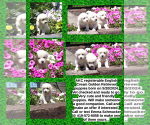 English Cream Golden Retriever Puppy for sale in HAMILTON, IN, USA