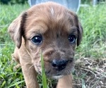 Small #2 Boxer-Poodle (Standard) Mix